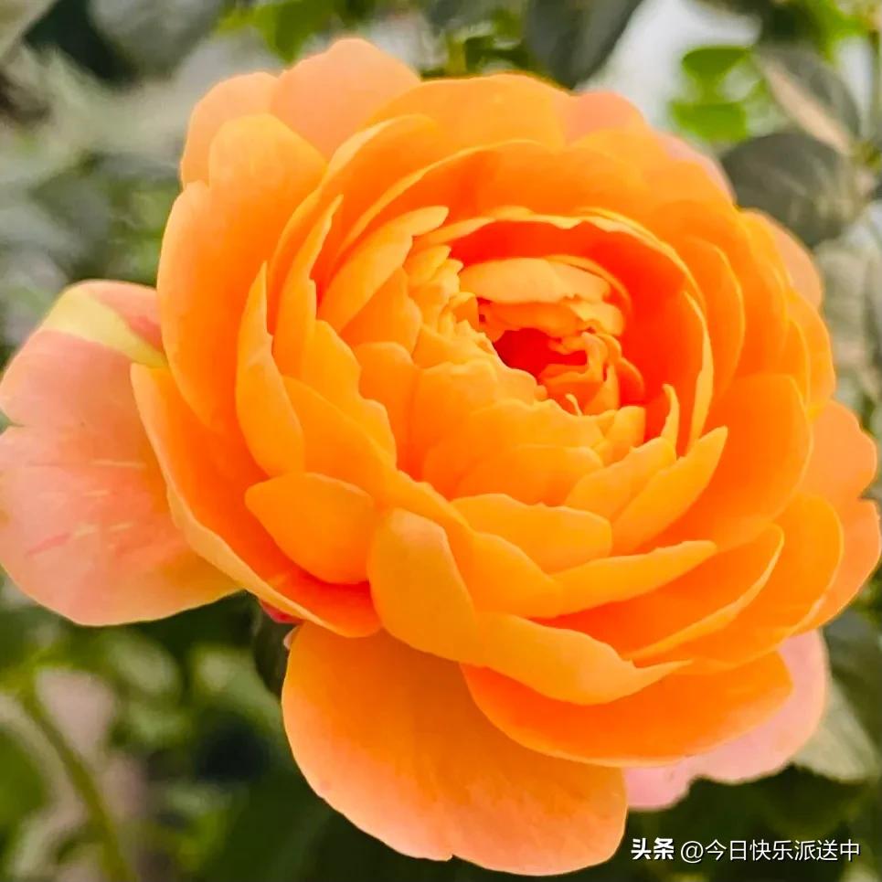 美醉了的月季花图片,各种颜色的月季花图片