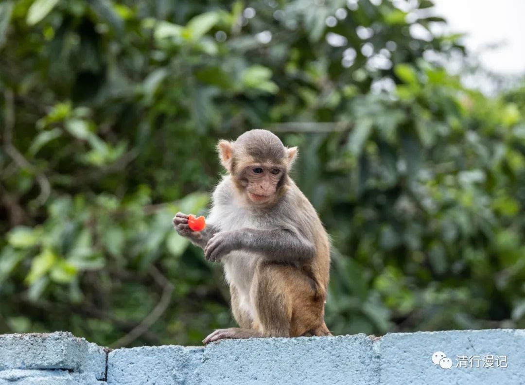 海南人去南湾猴岛,海南三亚南湾猴岛门票