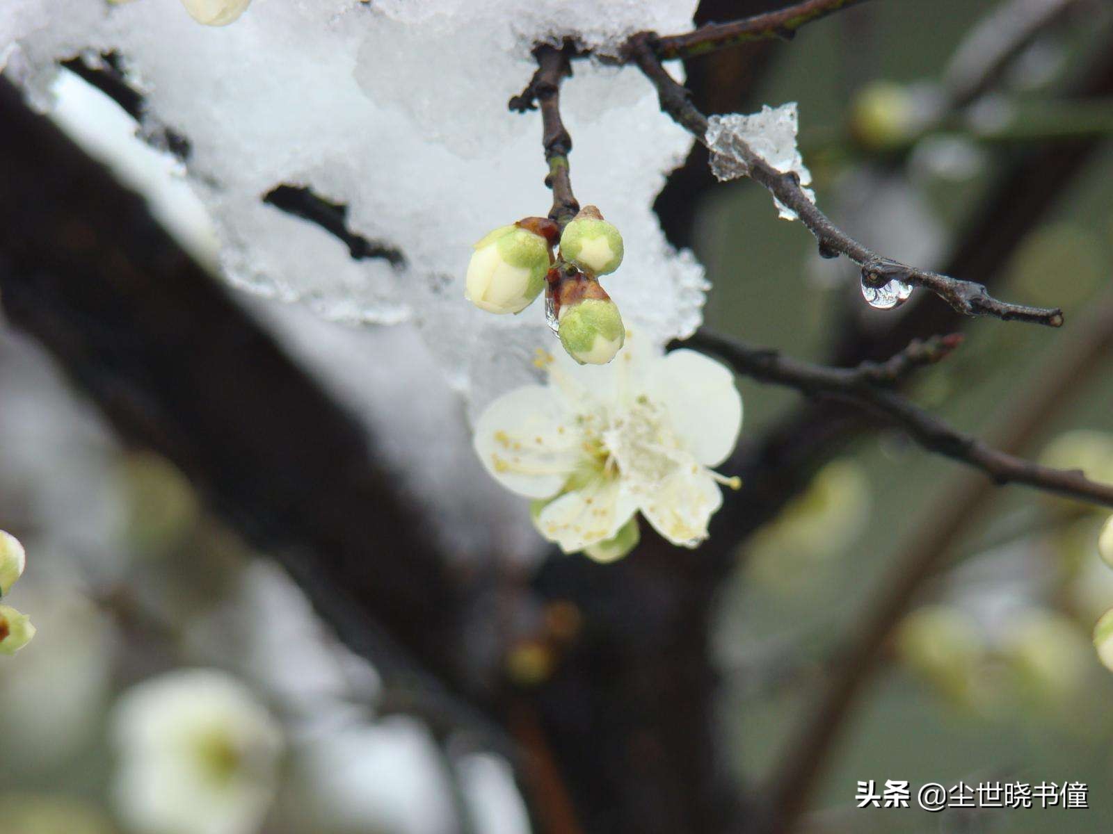 最经典十首梅花诗句唐代,高僧写梅花的诗