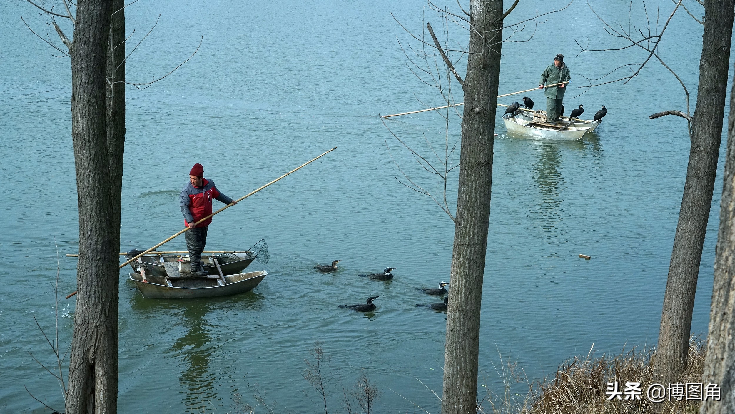 80年代农村鱼鹰捕鱼,渔民与鸬鹚捕鱼图片
