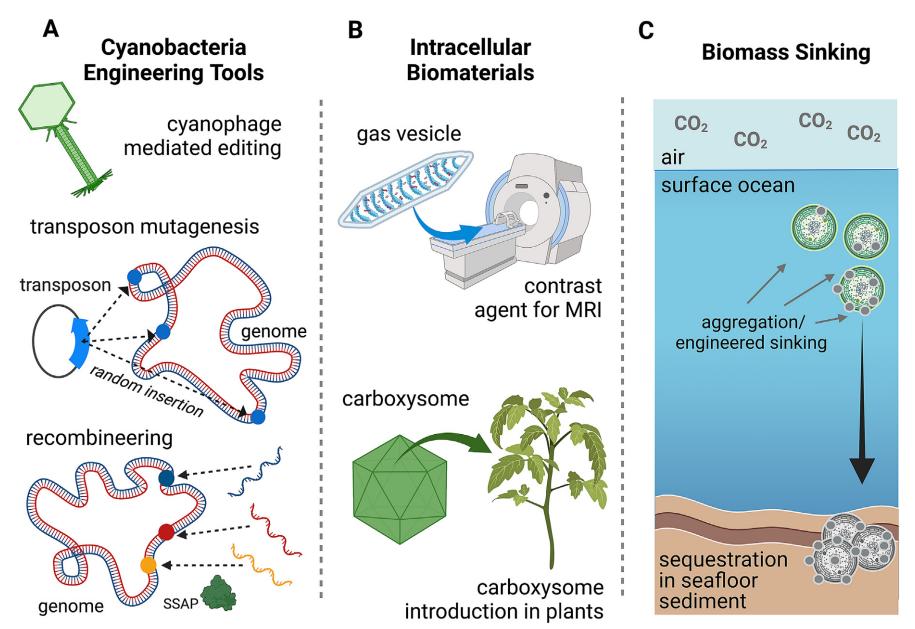 MaterialsTodayBio|开发基于蓝藻的新生物材料的进展与展望