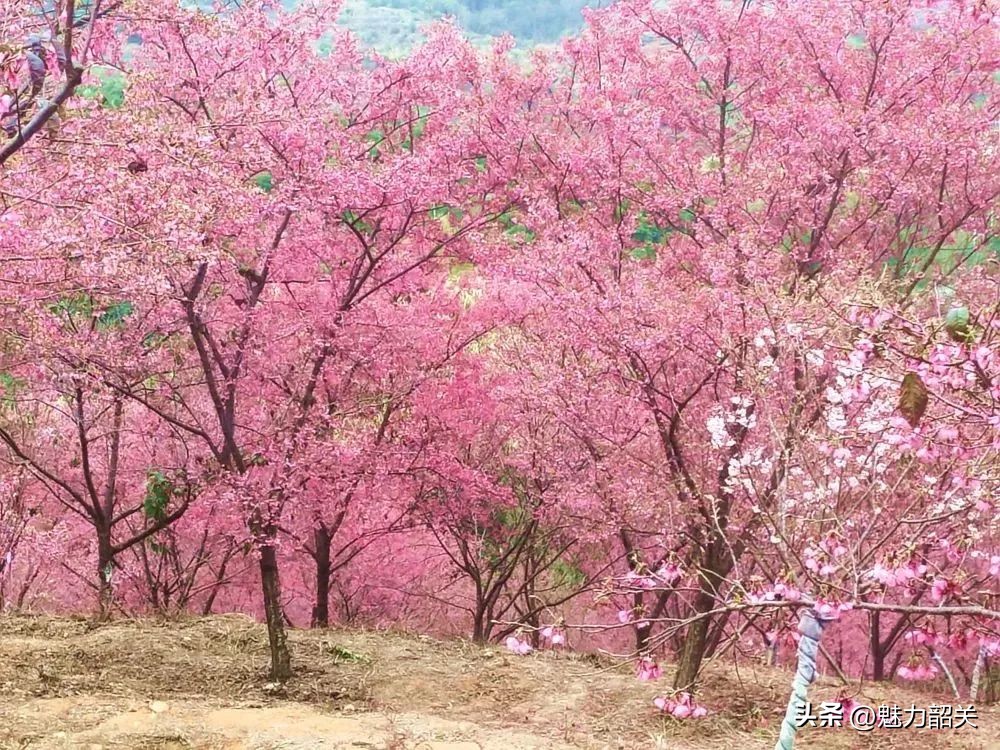 广东迎来入境游首团！“韶关我们来啦！”
