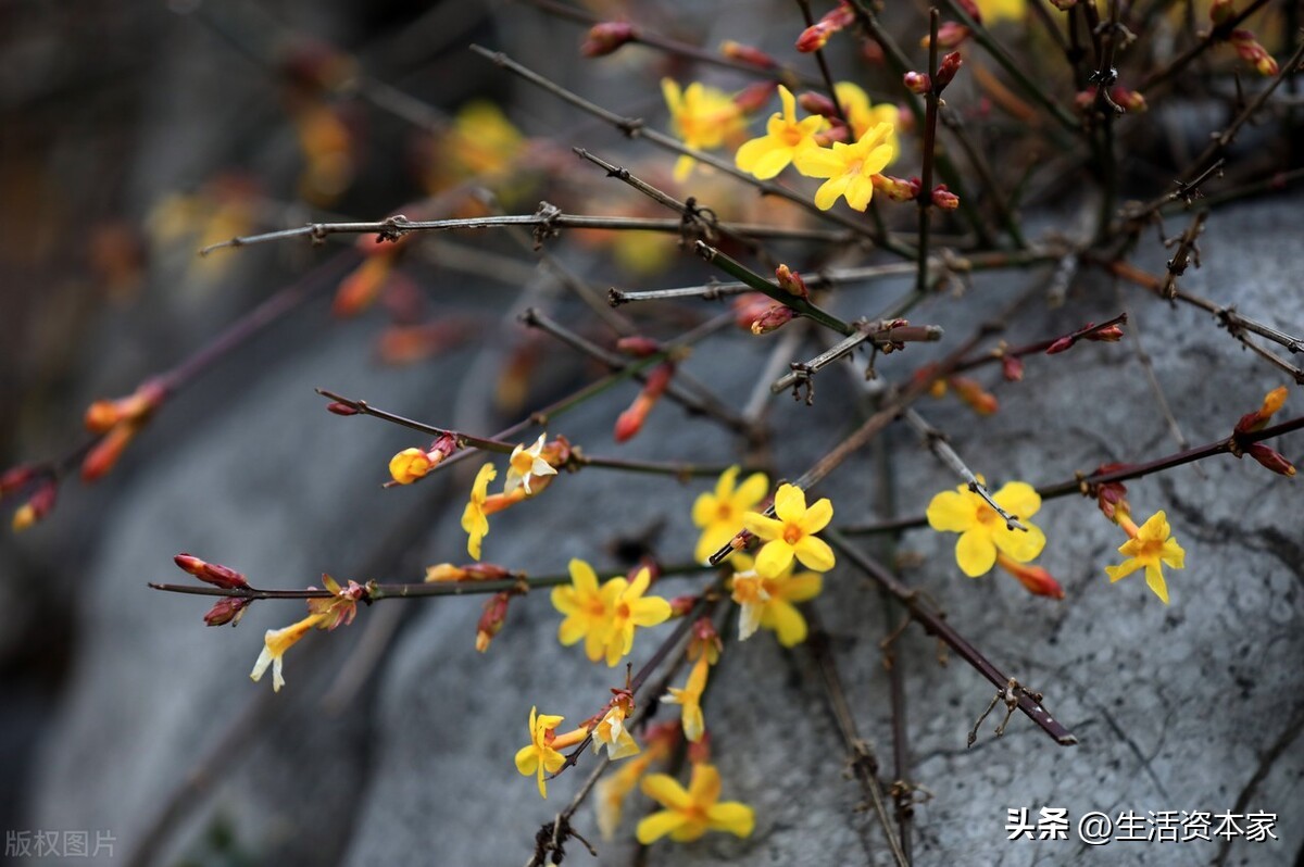 诗词里的唯美意境春天,赞美春天的诗词和美句
