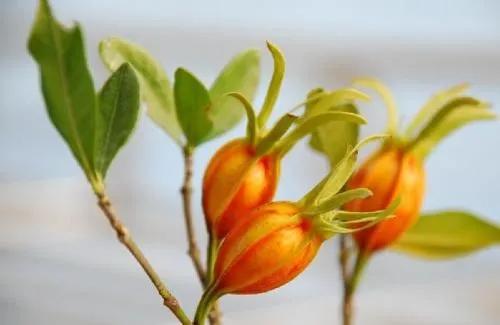 香料包的秘密,红曲米加黄栀子糖色