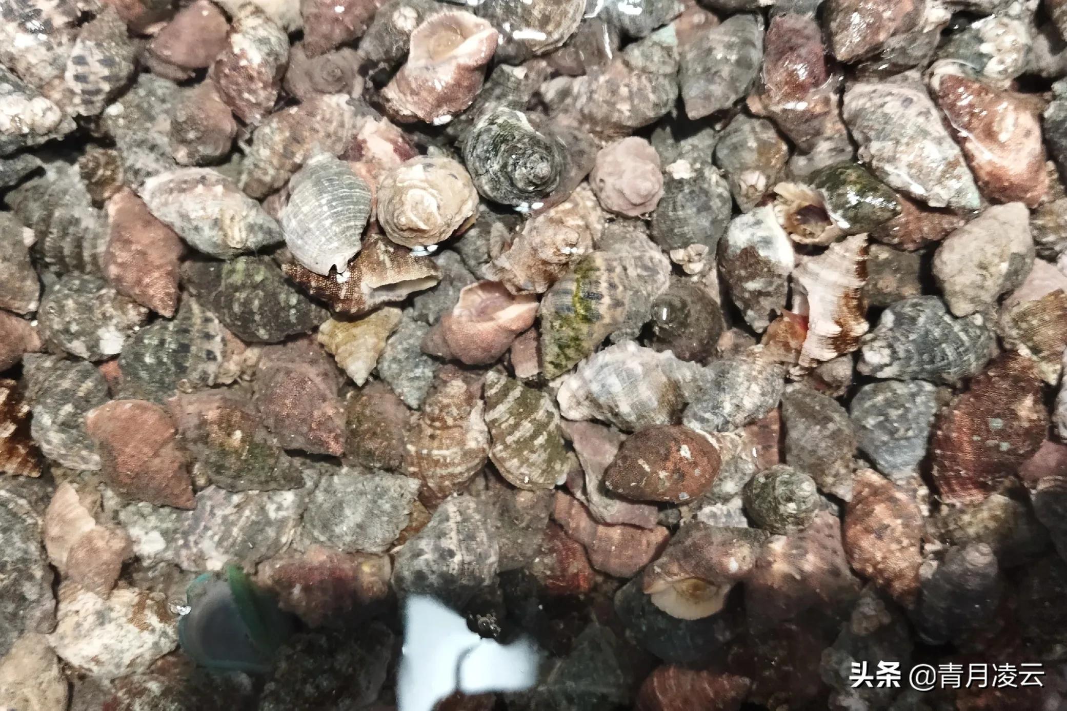 海鲜市场常见海产品图鉴,海鲜市场常见海产品图鉴表图例