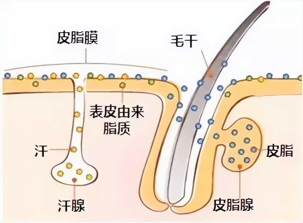 大姨妈快来了脸上长痘痘什么原因,口臭脸上长痘痘的原因和治疗方法