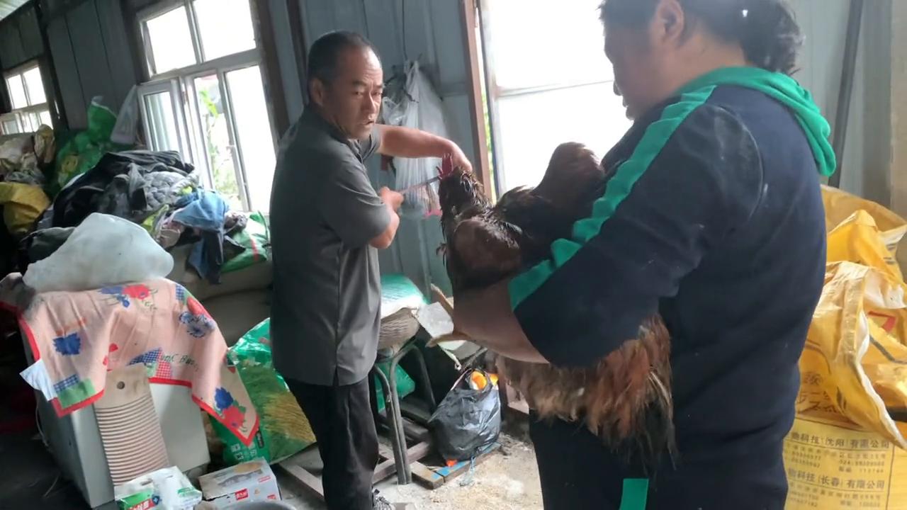 儿童抓鸡摔了一跤原视频,抓小鸡被摔