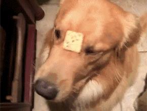 边牧和金毛哪个更适合养,金毛和边牧哪个更听话好养