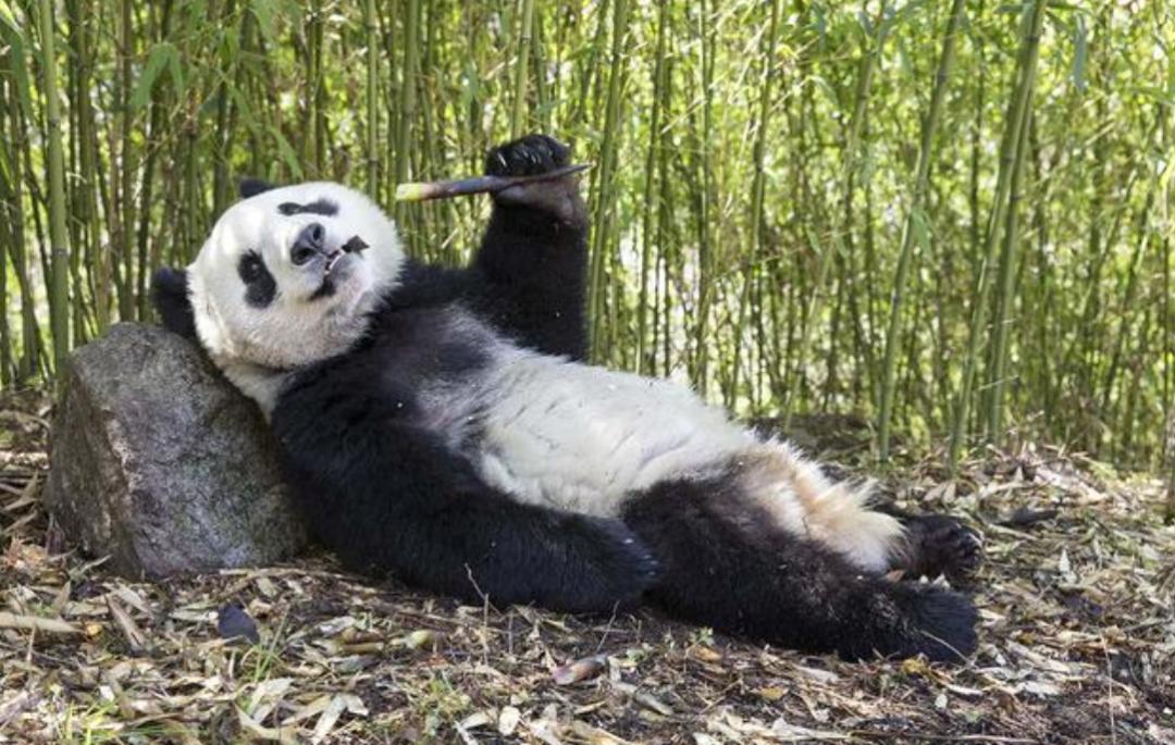 狮子老虎大熊猫,老虎为什么不吃大熊猫呢