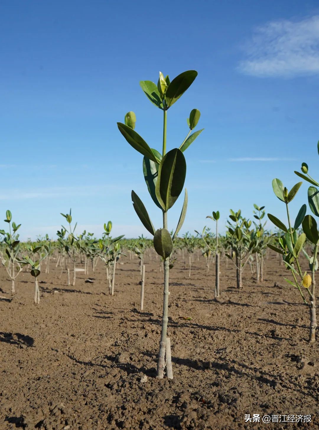 晋江哪个片区最好,晋江发展最快的镇
