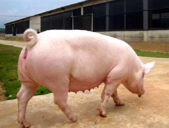 母猪拉稀是什么原因怎样治疗,母猪拉稀便怎么回事