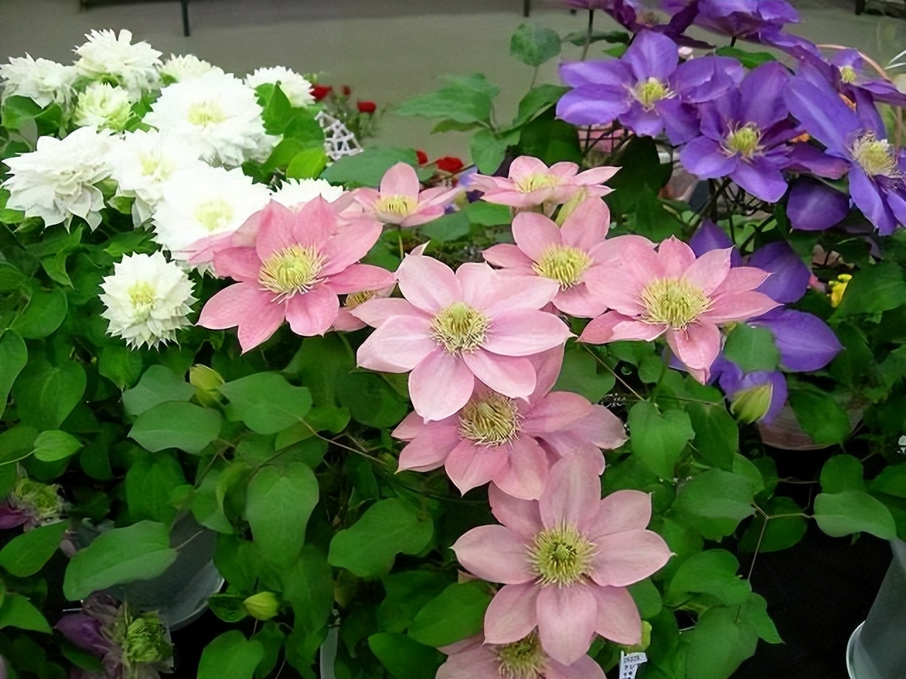 家里养花花草草便宜好养推荐,最便宜又好养的4种花草