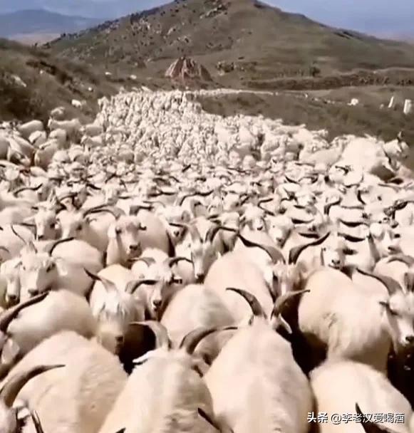 1998创业的胡业勇养羊成功案例,穷小子创业奇迹全集