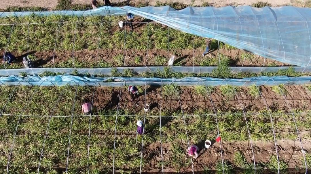 提前上市的生姜种植方法,种植姜致富经创业项目