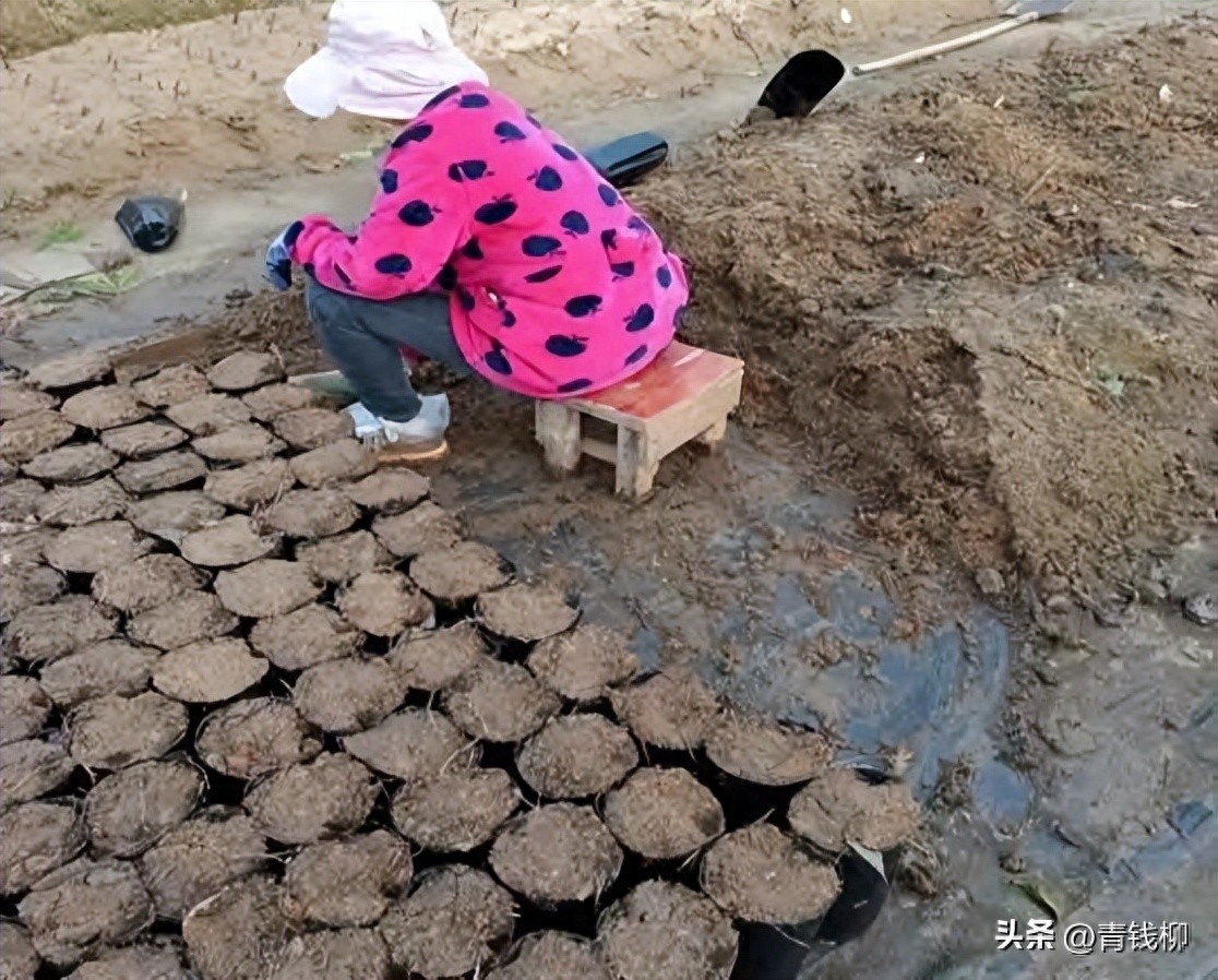 秋日暖阳之下,秋日暖阳下