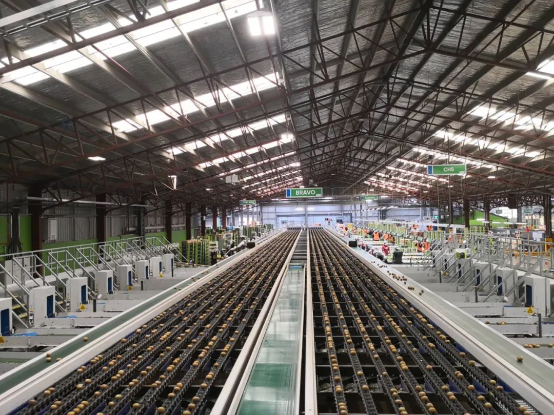 中国猕猴桃为啥比不上新西兰,新西兰猕猴桃从哪里引进