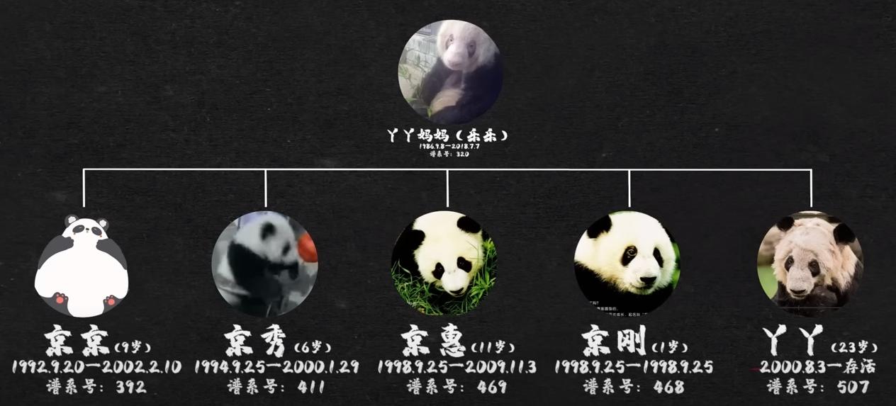 不讲武德!美国动物园为YY欢送,准备的蛋糕竟是大冰块,寒心!