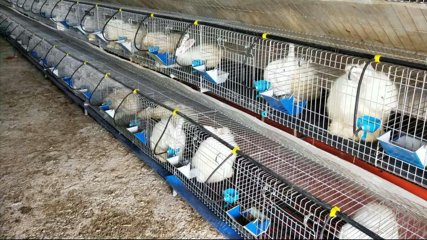 养殖场疾病,养殖兔子生病的状态和解决办法