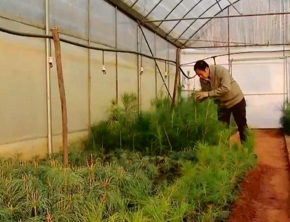 云南教师考察时发现商机，大山里挖“土疙瘩”，一公斤能卖5000元