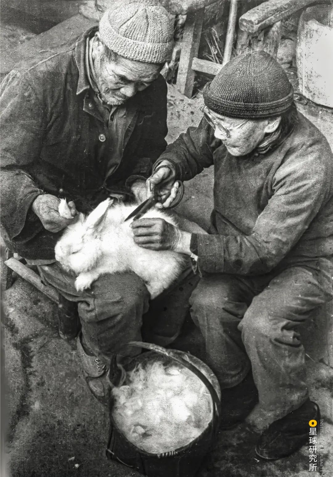 兔年来了,兔年来了怎么样