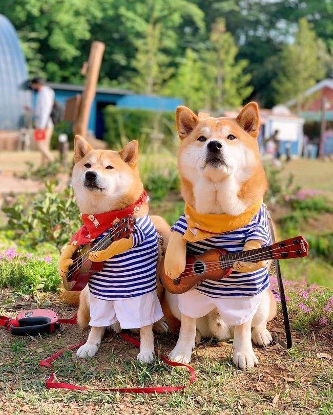 柴犬拉肚子吐了好几回怎么办,柴犬喝牛奶拉肚子怎么办