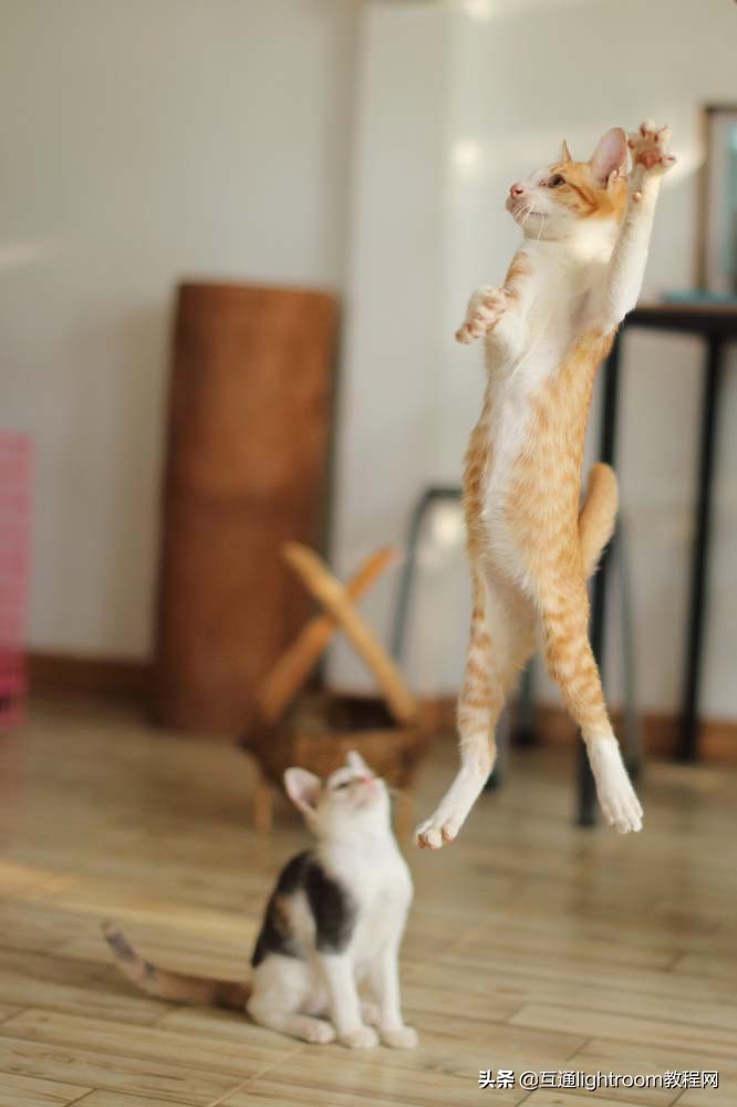 如何给猫主子拍出好看的照片,家里的猫怎么拍有意思