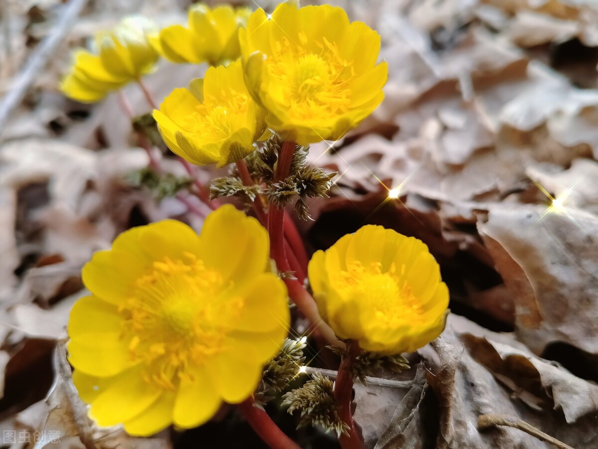 冰凌花享有林海雪莲之美称,牡丹江林海雪莲冰凌花悄然盛放