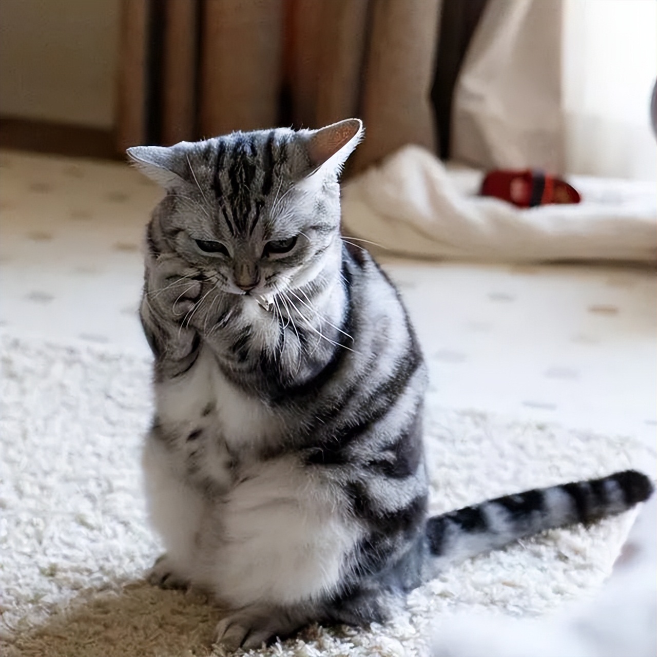 小公猫绝育有什么注意事项,绝育猫知识科普