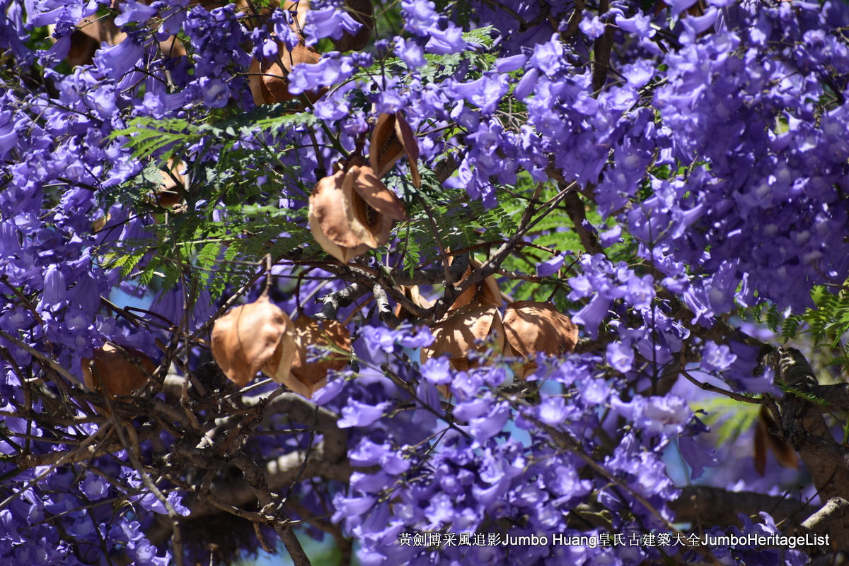 第5023回：富得像个阿根廷人，蓝花楹咖啡馆酒吧