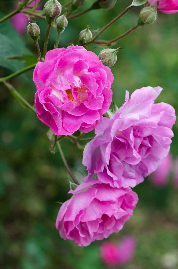 春游观赏的花有哪些,春天赏花什么花好看
