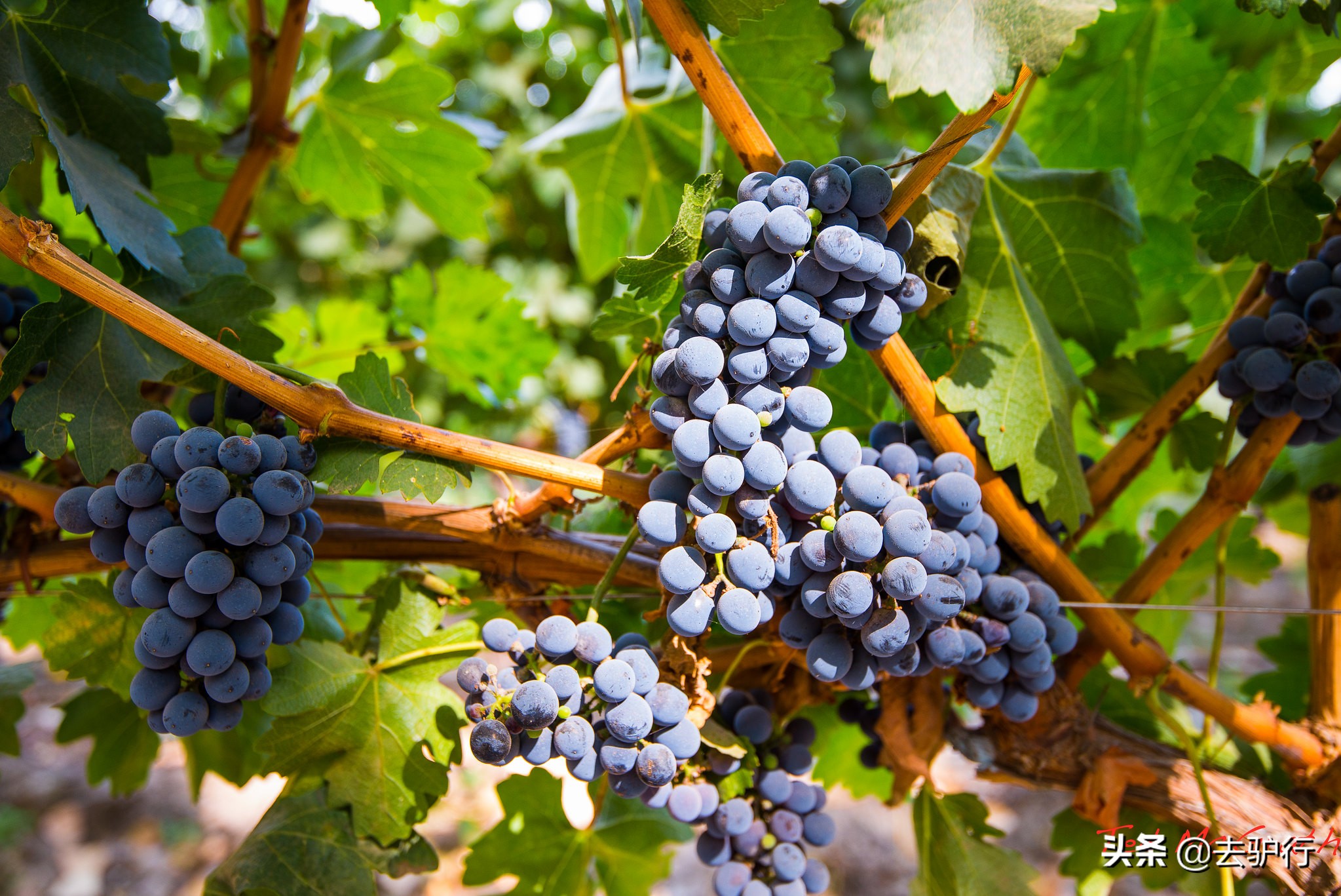 南美这个老朋友,环境宜居,水果红酒便宜,吸引许多欧美游客定居