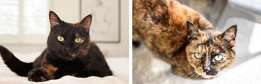 基因技术重大突破,基因科技的重大突破