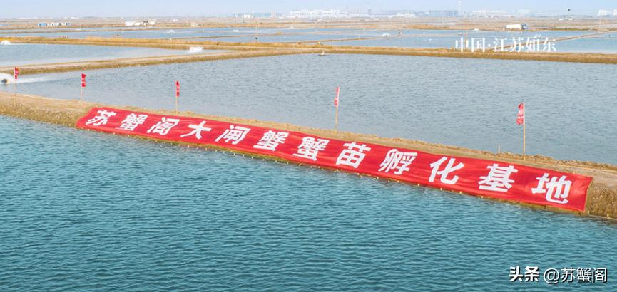 100块一只的大闸蟹是什么规格,100块的超大大闸蟹