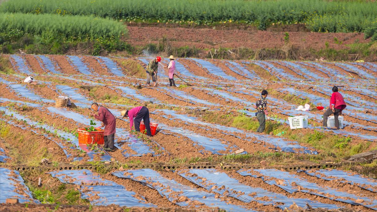 合作社补贴2023年政策有多少,合作社补贴2023年政策怎么申请