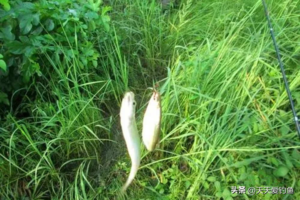 天热钓不到大板鲫视频,阴雨天钓白条技巧和方法