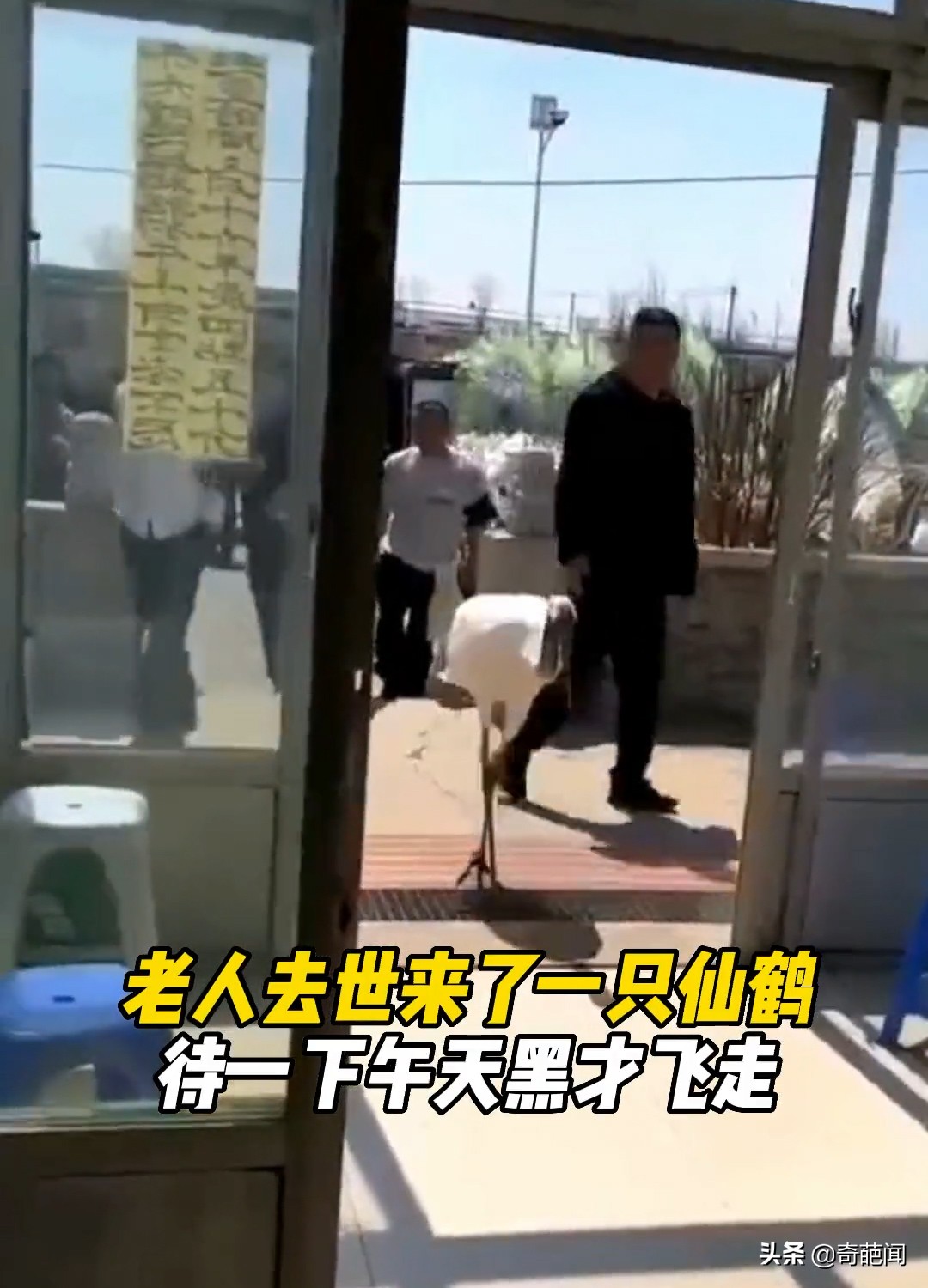 老人去世当天一只仙鹤前来道别,老人去世一只仙鹤走进灵堂