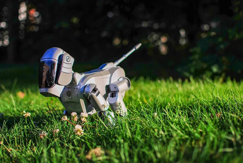 人与动物的相处故事100字,人与动物的温情故事