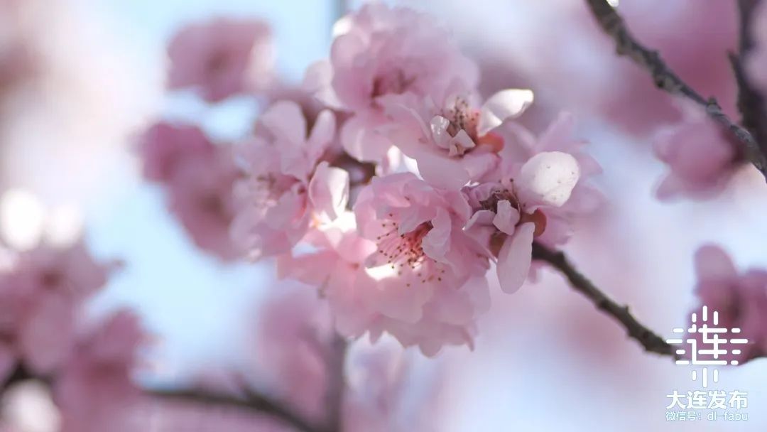 漫步大连,又是被“圈粉”的一天