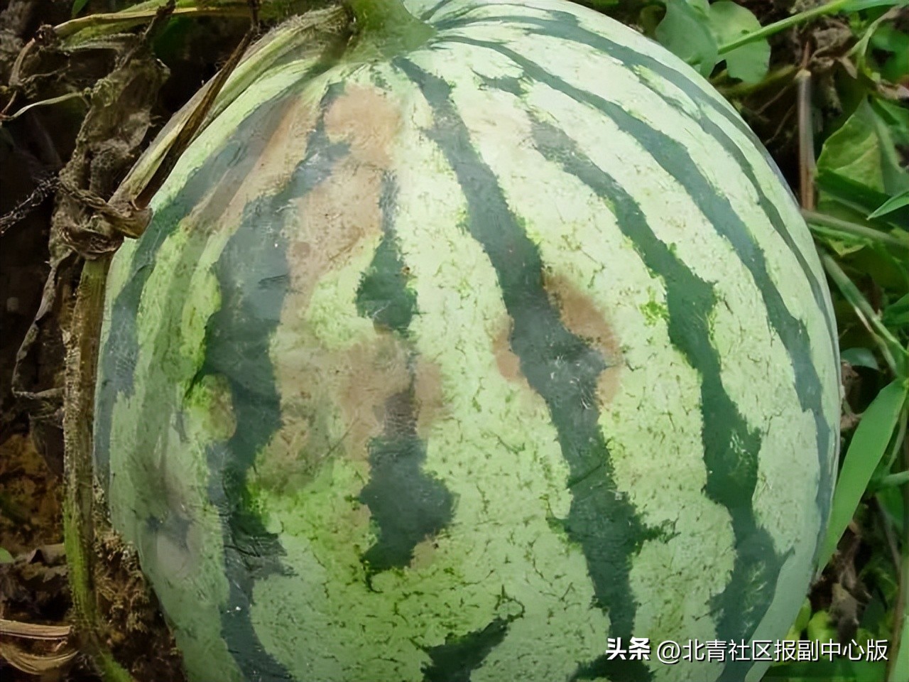 【副中心科技工作者专访】周永香:38年专注推广农业知识,不是在下乡就是在下乡路上