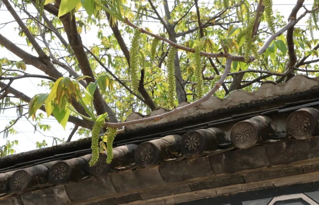 大理核桃花,大理赏花食花