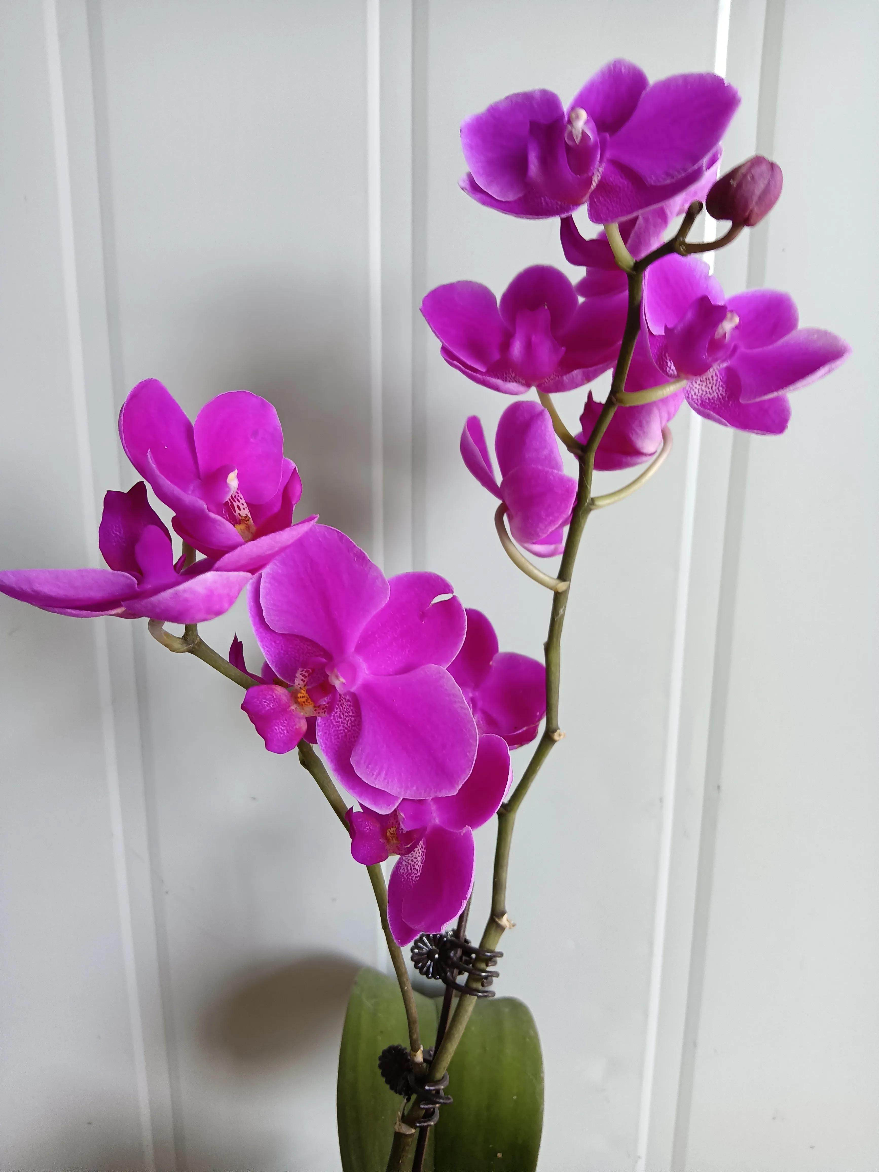 直播间买的花真的好吗,有没有在直播间买花的