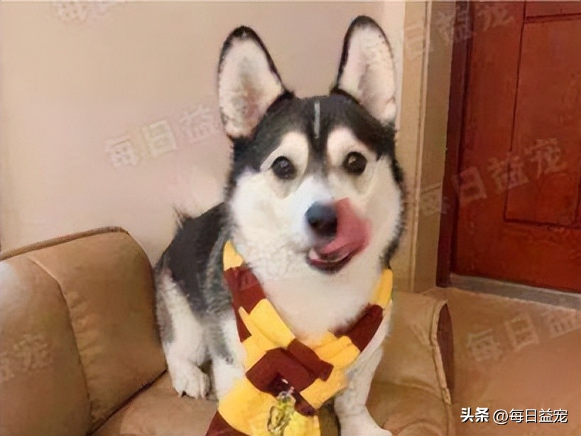 货车后面拖着一条金毛,货车尾部拴着狗