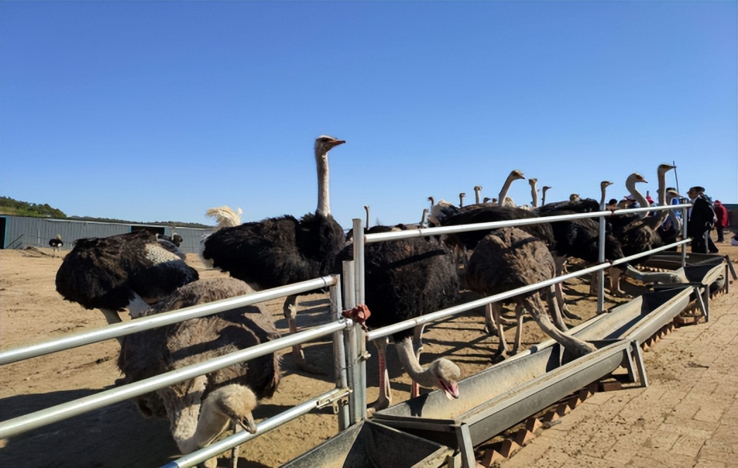 鸵鸟利润这么大为啥养的人不多,中国大型鸵鸟