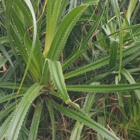 端午节到了包粽子,端午节包粽子的粽叶哪里来