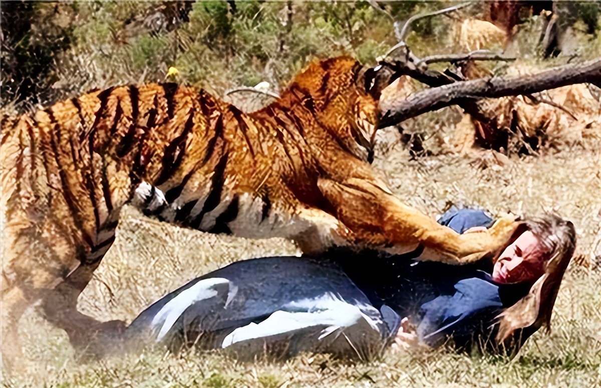 老虎吃过人后真的会被杀掉吗,吃过人的老虎到底有多可怕