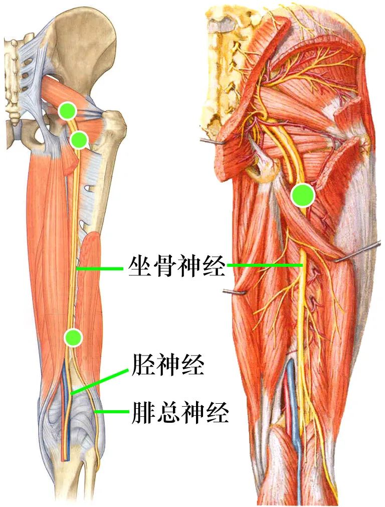 脊神经支配区域解剖图简图,脊神经及其分支的支配范围