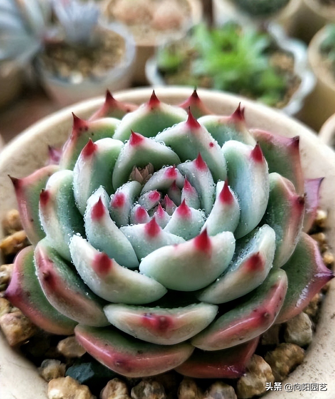 ​现在这个时代，卖多肉全靠口碑，卖1次假货，不会有人再买