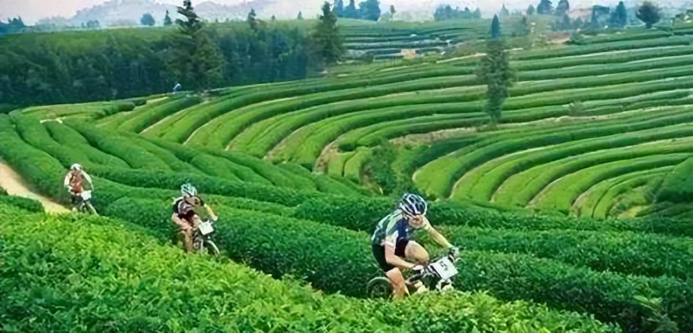 武夷星枞魁茶叶价格 (芳魁茶业有限公司电话)