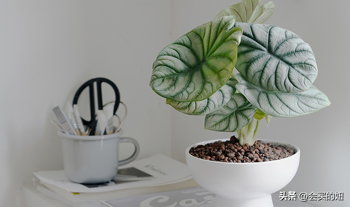 好看又便宜的绿植店铺,什么小绿植好养又适合店铺