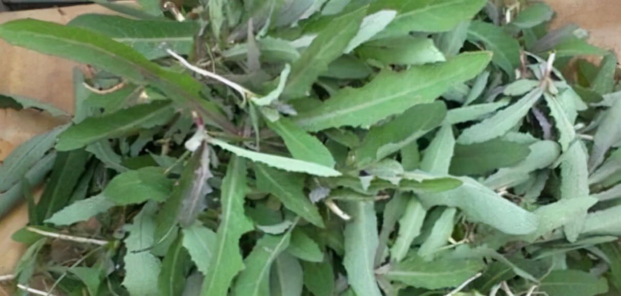 野菜100种大全,能吃的100种野菜大全